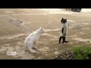 295f8e8c16bfa7d208f922d8a43ddd39