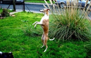 c476f3c24784be2c5bce6e5d0531d3a4