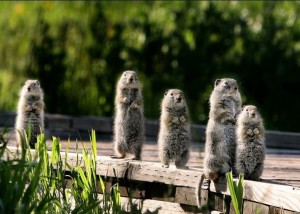 c761a4f13f2ffad0022118c42d3f5622