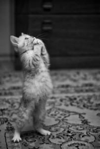 d279ca8f41b927604ac3256f0e9e1627